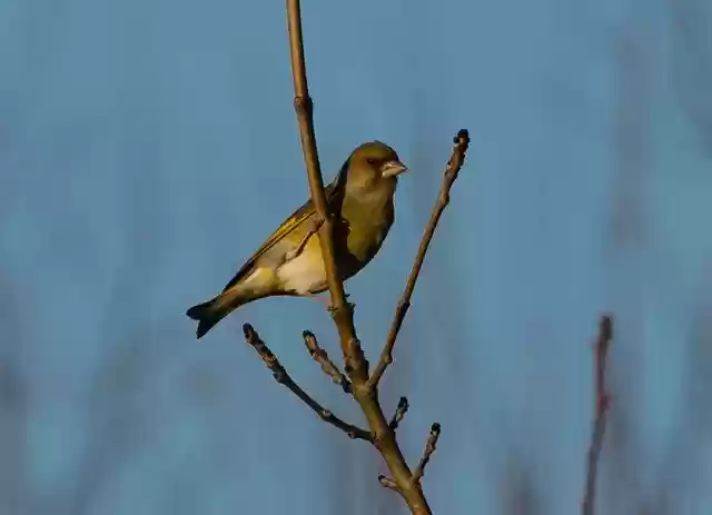 Free download Greenfinch Green Finch Small -  free free photo or picture to be edited with GIMP online image editor