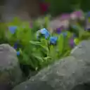 Green flowers on rocks  screen for extension Chrome web store in OffiDocs Chromium