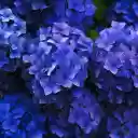 Green flower tree  screen for extension Chrome web store in OffiDocs Chromium