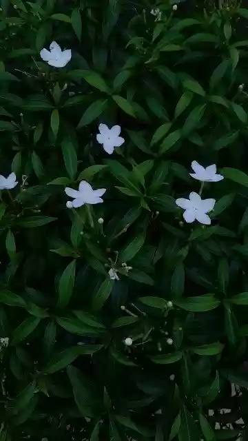 Free download Green Flower White -  free photo or picture to be edited with GIMP online image editor
