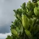 Екран із зеленим листям для розширення веб-магазину Chrome в OffiDocs Chromium