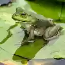 Green Frog on Lily Leaf  screen for extension Chrome web store in OffiDocs Chromium