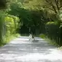 صفحه باغ سبز و گربه برای افزونه فروشگاه وب کروم در OffiDocs Chromium