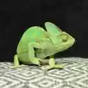 Green gecko  screen for extension Chrome web store in OffiDocs Chromium