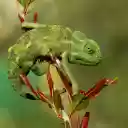Green gecko and young leaves  screen for extension Chrome web store in OffiDocs Chromium