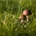 Green grass and mushrooms  screen for extension Chrome web store in OffiDocs Chromium