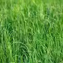 Green Grass Field  screen for extension Chrome web store in OffiDocs Chromium