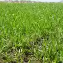 Green grass garden  screen for extension Chrome web store in OffiDocs Chromium