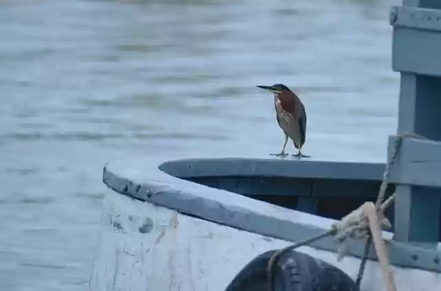 Free download green heron bird boat ornithology free picture to be edited with GIMP free online image editor