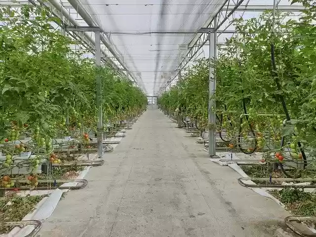 Free download Greenhouse Tomatoes Hors-Sol -  free photo or picture to be edited with GIMP online image editor