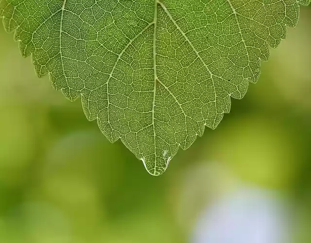 Free download Green Leaf Macro -  free photo or picture to be edited with GIMP online image editor