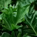 Green leaf ornamental plant  screen for extension Chrome web store in OffiDocs Chromium