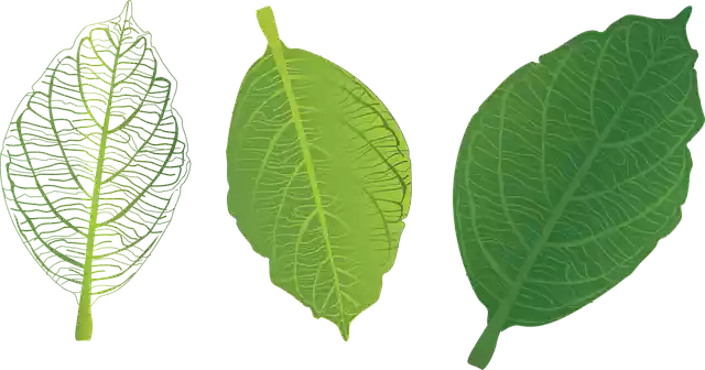 Free download Green Leaf Veins Trang - Free vector graphic on Pixabay free illustration to be edited with GIMP free online image editor