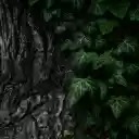Green leaves at the base of the tree  screen for extension Chrome web store in OffiDocs Chromium