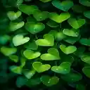 Green leaves hearts wallpaper  screen for extension Chrome web store in OffiDocs Chromium