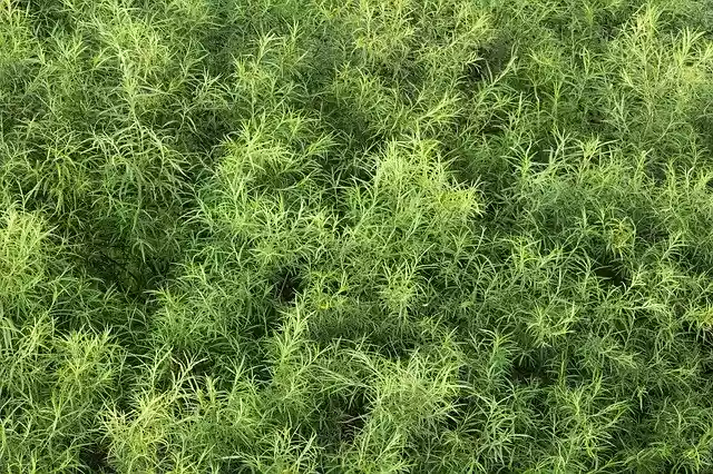 Free download Green Leaves Nature Texture -  free photo or picture to be edited with GIMP online image editor