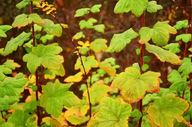 Free download Green Leaves Plants -  free free photo or picture to be edited with GIMP online image editor
