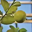 Green lemon  screen for extension Chrome web store in OffiDocs Chromium