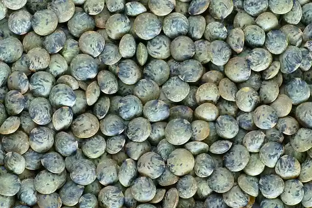 Free download green le puy lentils legume meal free picture to be edited with GIMP free online image editor