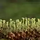 หน้าจอไลเคนสีเขียวสำหรับส่วนขยาย Chrome เว็บสโตร์ใน OffiDocs Chromium