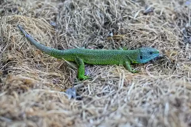 הורדה חינם של Green Lizard Creature Creature - תמונה או תמונה בחינם לעריכה עם עורך התמונות המקוון GIMP