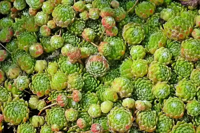 Free download Green Macro Lean -  free photo or picture to be edited with GIMP online image editor