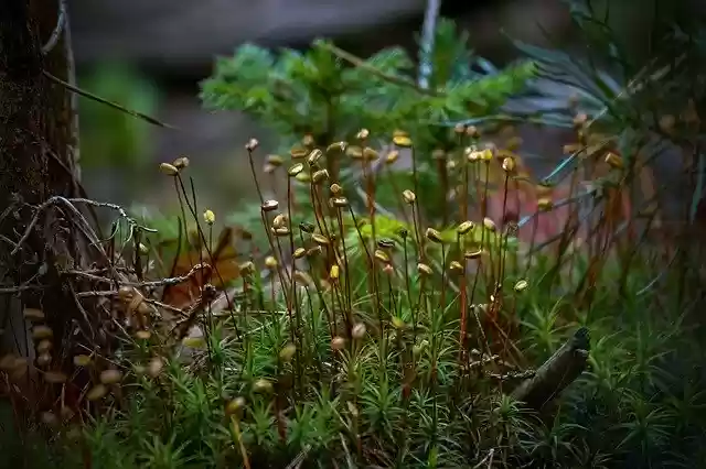Free download Green Moss -  free photo or picture to be edited with GIMP online image editor