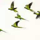 Green parrots  screen for extension Chrome web store in OffiDocs Chromium