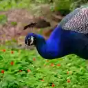 Green peacock and red flowers  screen for extension Chrome web store in OffiDocs Chromium