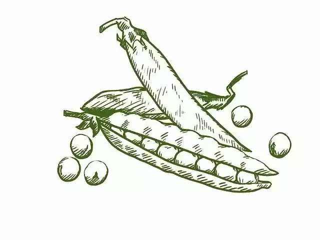 Free download Green Peas Pod -  free illustration to be edited with GIMP free online image editor