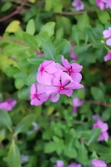 Free download Green Pink Flowers -  free photo or picture to be edited with GIMP online image editor