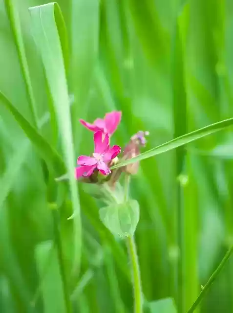 Free download Green Pink Grass -  free photo or picture to be edited with GIMP online image editor