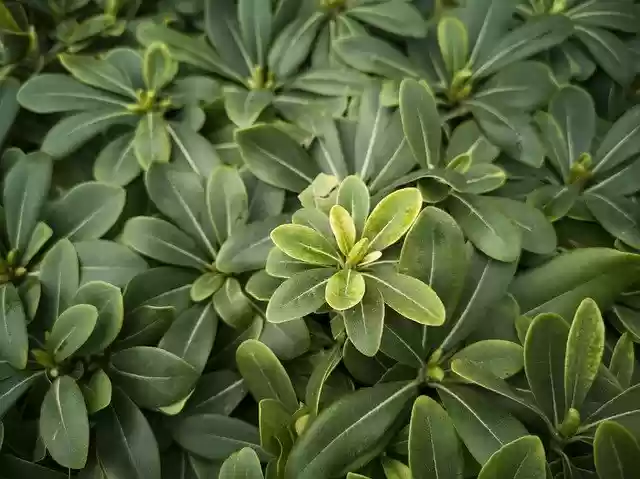 Free download Green Plant Flower -  free photo or picture to be edited with GIMP online image editor