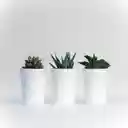 Green Plant In White Ceramic Pot  screen for extension Chrome web store in OffiDocs Chromium