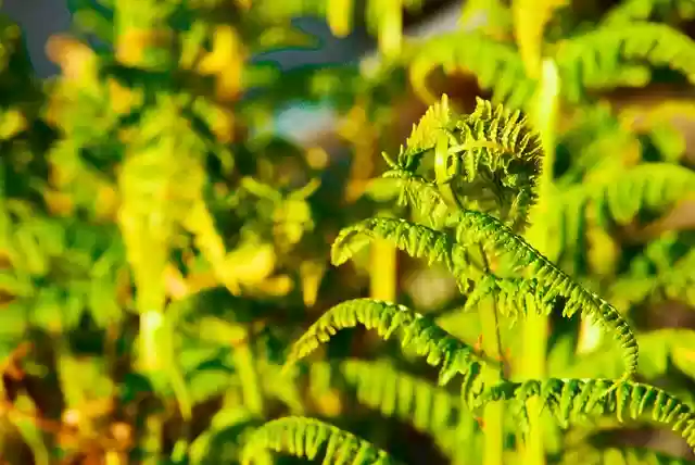 Free download green plant nature g garden free picture to be edited with GIMP free online image editor