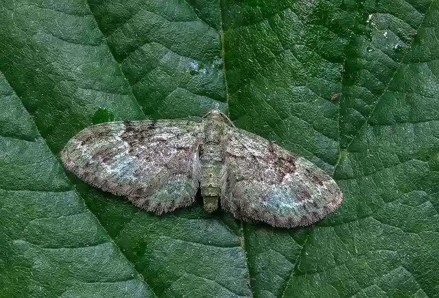Free download Green-Pug Moth Tiny -  free photo or picture to be edited with GIMP online image editor