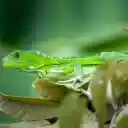 Green reptile  screen for extension Chrome web store in OffiDocs Chromium