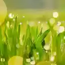 Green Rice in the Sun  screen for extension Chrome web store in OffiDocs Chromium