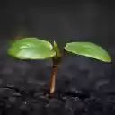 Green sprouts  screen for extension Chrome web store in OffiDocs Chromium