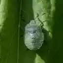 Green stink bug  screen for extension Chrome web store in OffiDocs Chromium