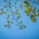 Green Tree Branches  screen for extension Chrome web store in OffiDocs Chromium