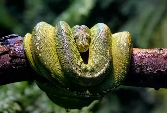 Free download green tree python python constrictor free picture to be edited with GIMP free online image editor