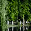 Green trees and weeping willows  screen for extension Chrome web store in OffiDocs Chromium