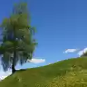 Green trees on flower hill  screen for extension Chrome web store in OffiDocs Chromium