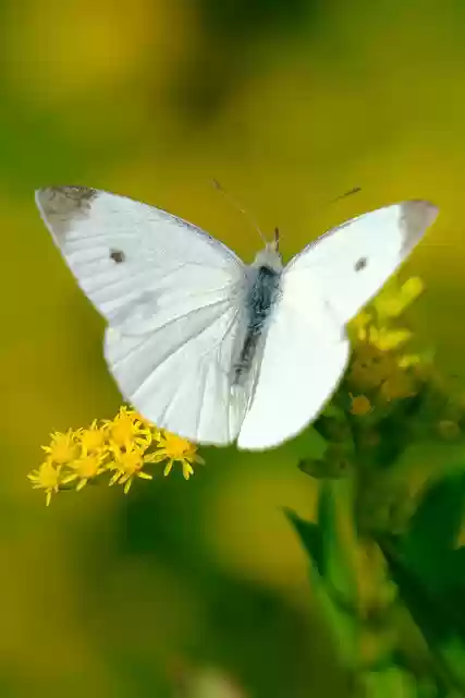 Free download green veined white butterfly free picture to be edited with GIMP free online image editor