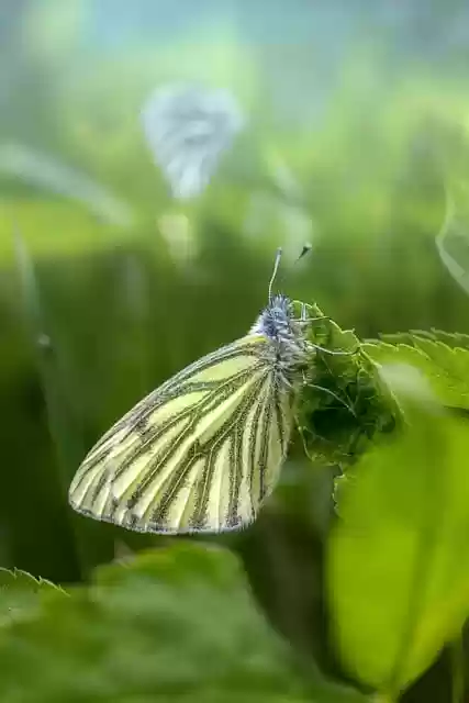 Free download green veined white pieris napi free picture to be edited with GIMP free online image editor