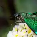 Green winged insect  screen for extension Chrome web store in OffiDocs Chromium