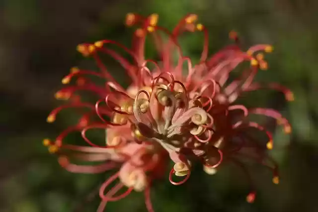 Free download grevillea outdoor closeup isolated free picture to be edited with GIMP free online image editor