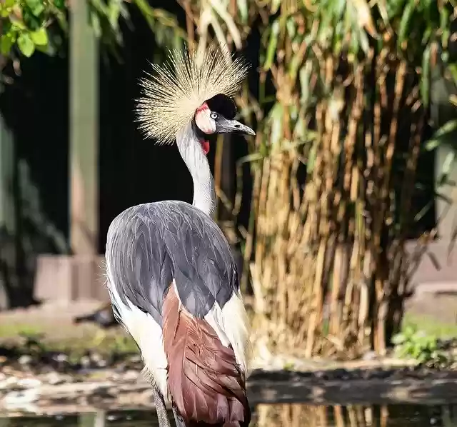Free download Grey Crowned Crane Bird Animal -  free photo or picture to be edited with GIMP online image editor