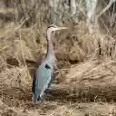 Ekran czapli siwej i suchej trawy dla rozszerzenia sklepu internetowego Chrome w OffiDocs Chromium